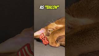 I identify as bacon😹shots cat abyssinian funnycats capcut [upl. by Bridget]