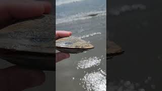 These surf clams are big shorts nature shortvideo [upl. by Aldora]