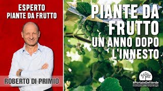 Piante da frutto un anno dopo linnesto [upl. by Eigger]