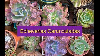 ECHEVERIAS CARUNCULADAS [upl. by Nico]