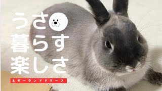 ネザーランドのラルフくん🐰ラルフくんの可愛いをいっぱい集めてみたパート📱 [upl. by Oralia]