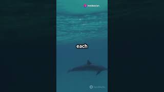 Dolphins Being Playful 🐬 Dolphins Ocean IntelligentAnimals DolphinCommunication [upl. by Biebel]