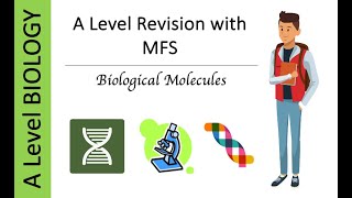 A Level AQA Biology Biological Molecules  Monomers amp Polymers Exam Questions [upl. by Enamart]