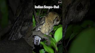 Indian ScopsOwl reels wildlife owl insects birds noctowl viralvideo thor [upl. by Bonacci]