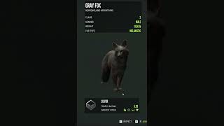 My First Melanistic Grey Fox thehuntercallofthewild cotw [upl. by Ashlee205]