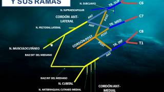 Descripción del plexo braquial Grupo Atlas  Anatomia Humana [upl. by Bradan]