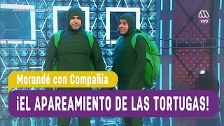 El apareamiento de las tortugas  Morandé con Compañía 2016 [upl. by Zohara]