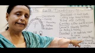 The teeth Dentition 9th ICSE [upl. by Harlin]