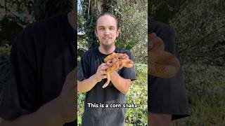 The Corn Snake Pantherophis guttatus 🙌🏼🐍🌎 wildlife nature education animals snake facts [upl. by Tye]