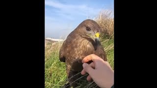 Friendly Wedgetailed Eagle [upl. by Helen]