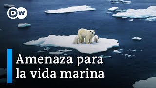 Cambio climático bajo el agua  ¿puede sobrevivir la vida marina  DW Documental [upl. by Aivila]