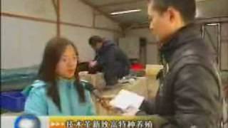 News on Polychaete worm farmWMV [upl. by Oidivo]