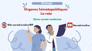 la rate histologie 2ème année med  شرح بالدارجة و الرسم [upl. by Roybn]