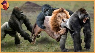 15 Gorillas And Chimps Battling Each Other And Other Animals [upl. by Poland]