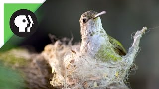 Hummingbird Builds Tiny Nest [upl. by Naida447]