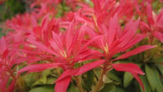 Is this the best evergreen shrub to grow my 4 best varieties of Pieris best shrubs red robin [upl. by Eissehc]