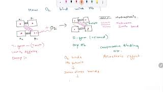 Hemoglobin  Structure  Types  Hemoglobinopathies  HbA HbFHbS HbD HbE  T and R form of Hb [upl. by Rehpotsirh]