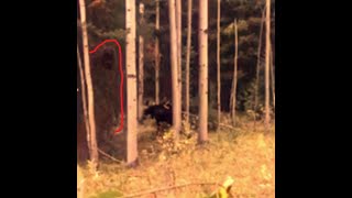 Giant Colorado Sasquatch Caught Between a Hunter amp Battling Bull Moose [upl. by Ellennad]