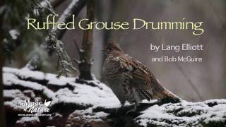 Ruffed Grouse Drumming [upl. by Odrick]