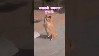 Rambhakta Doggy  रामभक्त कुत्ता  Ramnavami Fever ram ramayan ramcharitmanas ramnavmi viral [upl. by Buseck]