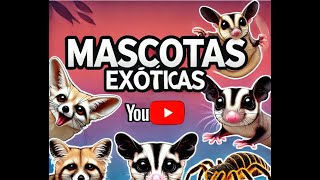 Las Mascotas Exóticas Más Increíbles que Puedes Tener [upl. by Ewold]