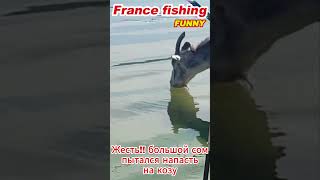 Жесть 😲Огромный сом пытался утащить козу в воду😱😥 The catfish attack Fishing France Funny [upl. by Pevzner469]