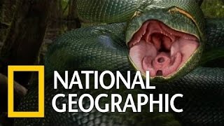 National Geographic Wild Anaconda Nat Geo animals Documentary HD 2021 [upl. by Ailegave]