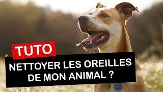 Comment nettoyer les oreilles de son chien ou de son chat [upl. by Shama]