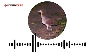 Solitary Tinamou Sound  Solitary Tinamou Call  Solitary Tinamou Song  Brown Tinamou Calling [upl. by Eduam]