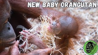 New Mother Orangutan Tries To Care For Her Baby [upl. by Nosylla]