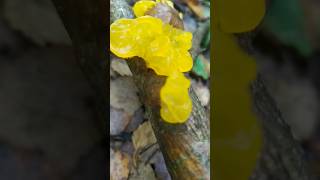 Гриб Дрожалка оранжевая Tremella mesenterica 🍄 [upl. by Bachman86]