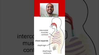 The Process of Inhalation 6 Marks gaseousexchange grade11 [upl. by Nap]