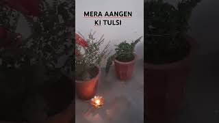 LAHER LAHRAHE RE MERA AANGEN KI TULSI music song [upl. by Afnin150]