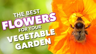 The Best Flowers To Boost Vegetable Gardens 🌺🐝 [upl. by Nnyleve67]