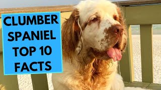 Clumber Spaniel  TOP 10 Interesting Facts [upl. by Lennaj733]