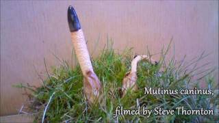 Dog Stinkhorn Fungus Time Lapse [upl. by Bethezel]