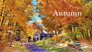 Beautiful Autumn Colors  Countryside Foliage and Cozy Homes in Toronto area Walk 4K [upl. by Aron]