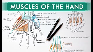 Muscles of the Hand  Origin Insertion Nerve Supply  Anatomy Tutorial [upl. by Barrow]