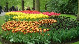 Keukenhof Holland Hollande Holanda Fotos flores [upl. by Tamara]