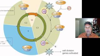 Cinelecture 67b  The Cell Cycle and Cancer Tumor Suppressor Genes [upl. by Isadore]