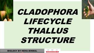 Cladophora Lifecycle ll Thallus Structure ll Reproduction ll biology neet upsc viral botany [upl. by Adnarom]