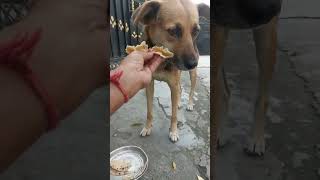 Doston Street dogs ko bhi thoda dudh roti de diya karo pleasefunny streetdog street [upl. by Schnur]