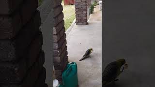 Green Rosellas chirping 🥰😂nature birds wildlife australia tasmania cute olib774 [upl. by Annailuj]