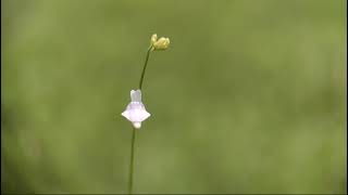 Utricularia caerulea a carnivorous plant of Odisha [upl. by Francie941]