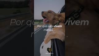 Pq os cães vivem menos reflexão mentalidade sucesso motivation cachorrocaramelo doguinho [upl. by Eph]