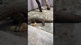 Feeding Varanus nebulosusvaranus nebu biawak [upl. by Eilyk582]