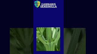 Sensimilla The Secret to HighQuality Cannabis Crops [upl. by Aniroc179]