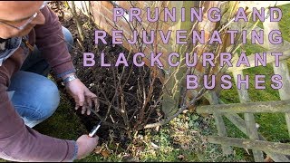 Pruning blackcurrant bushes [upl. by Eneryt]