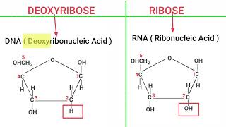 RIBOSE vs DEOXYRIBOSE Sugar [upl. by Anilocin]