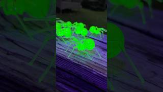 Green Uranium Glass Spider spider halloweenspider christmas fy fypシ゚viral fyp shorts art [upl. by Bricker174]